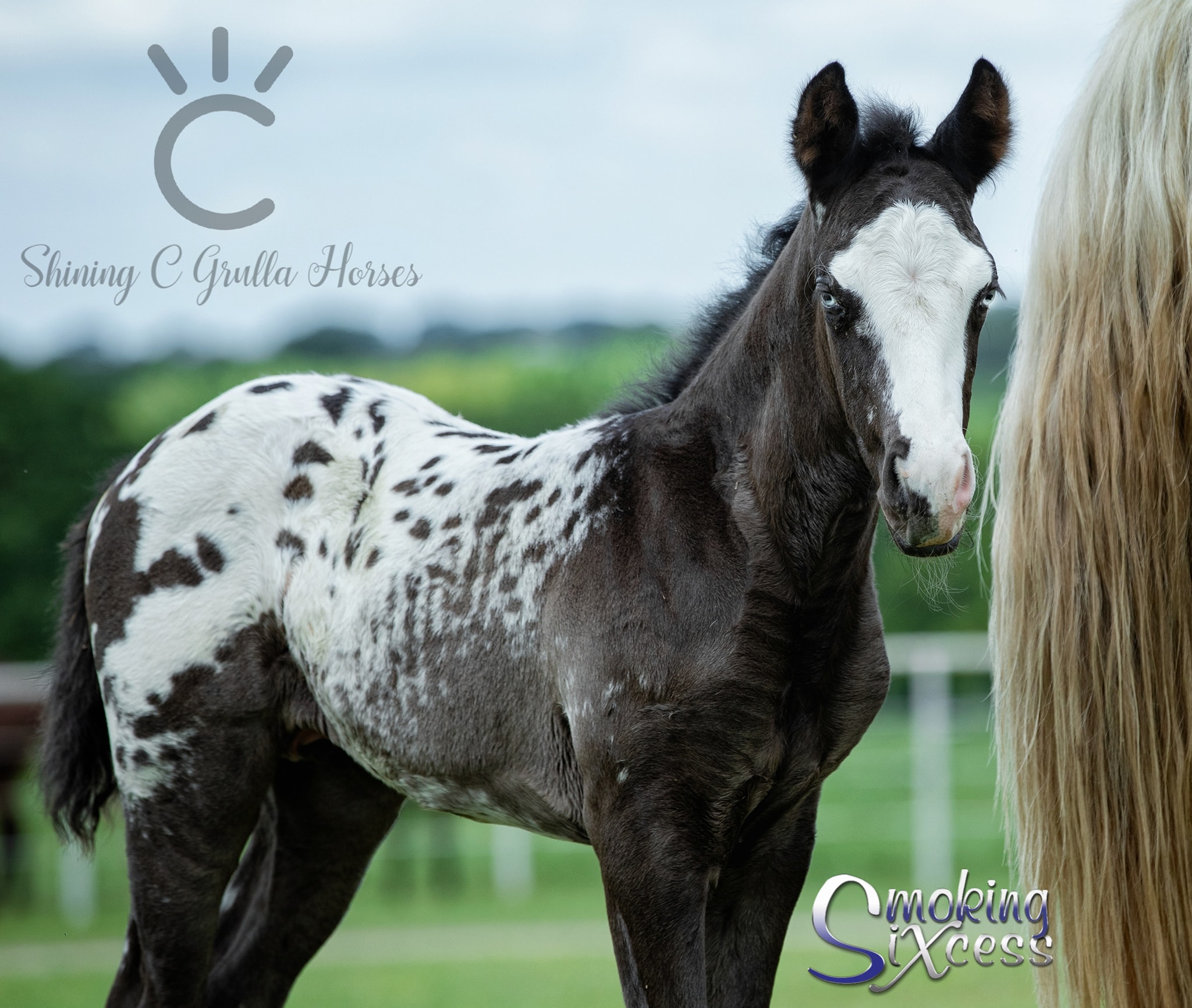 Appaloosa Foal - Smoking Sixcess (sired by Colonels Smoking Gun) @Shining C Grulla Horses